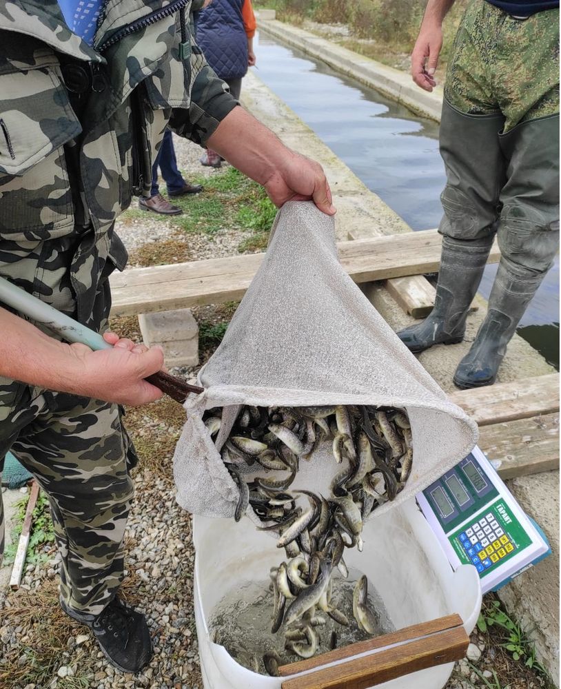 РусГидро выпустило в реки Кабардино-Балкарии 600 тысяч мальков каспийского лосося